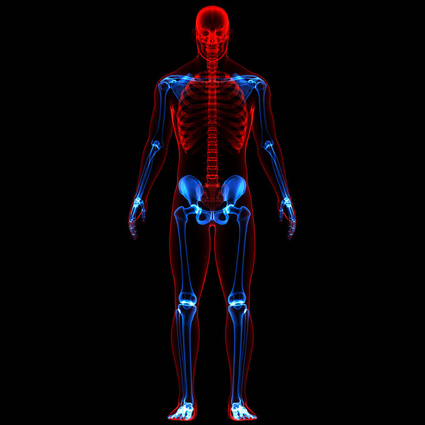 Sistema esquelético humano con anatomía del sistema nervioso. 3D - Foto, Imagen