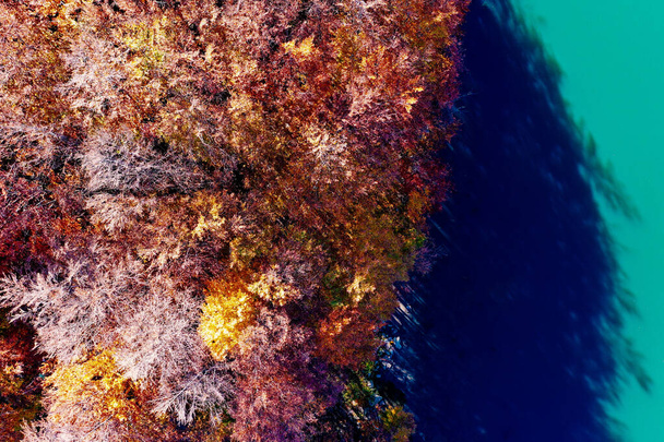 イタリア、アペニン湖の近くの葉やブッシュブナの森 - 写真・画像