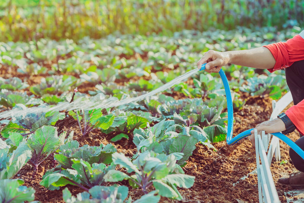 Молодий чоловік поливає зростаючу червону капусту синім водяним шлангом у сільськогосподарському саду
. - Фото, зображення
