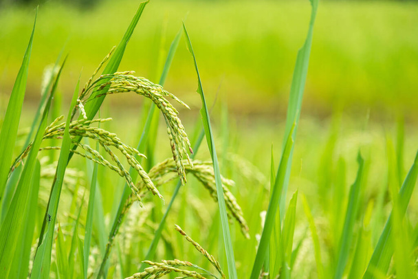 a hántolatlan zöld rizsföldek közelsége - Fotó, kép