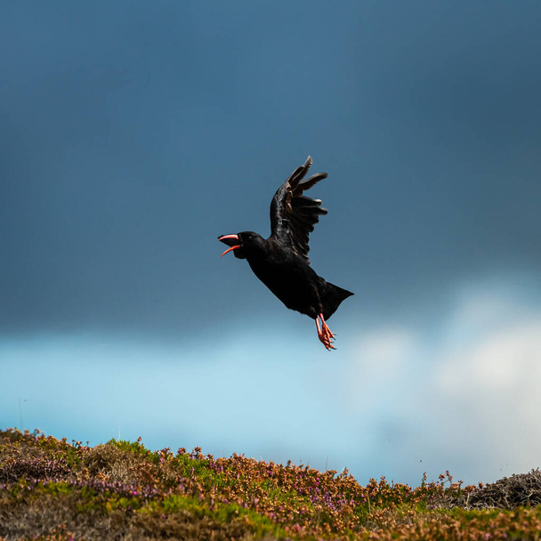 A Red billed Chough (Pyrrhocorax pyrrhocorax) flying above the ground, sunny day in Brittany (France) - Zdjęcie, obraz