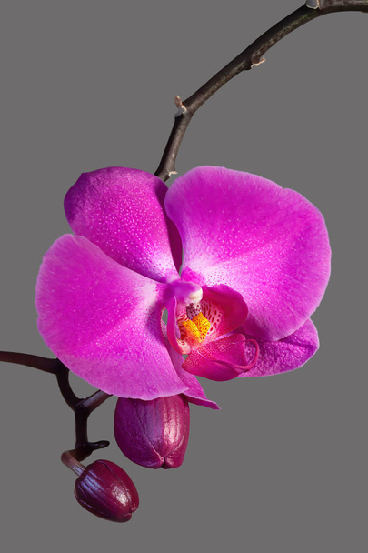 Flor roxa rosa da orquídea de phalaenopsis com espaço de cópia no fundo - Foto, Imagem