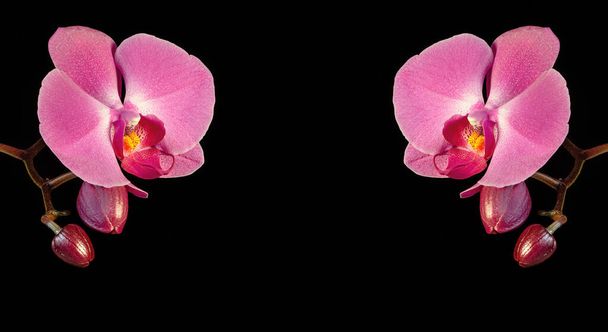 Pink purple phalaenopsis orchid flower with copy space on background - Photo, Image
