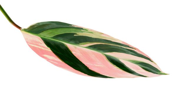 Stromanthe triosterblad, Tropisch blad geïsoleerd op witte achtergrond, met knippad - Foto, afbeelding
