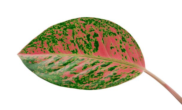 Liście Aglaonema, Różowe liście aglaonema, Egzotyczne liście tropikalne, odizolowane na białym tle z ścieżką wycinania - Zdjęcie, obraz