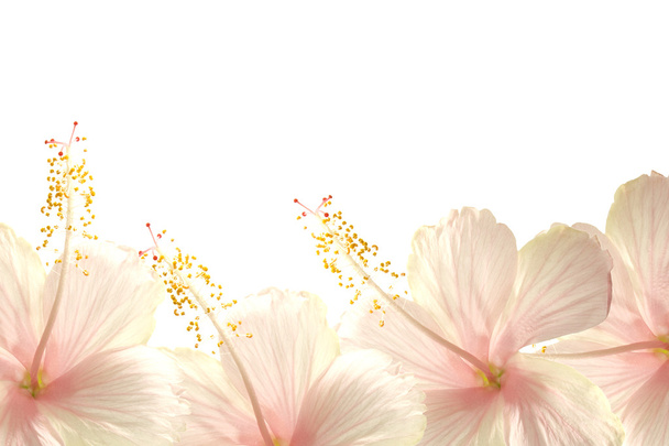 Sonnenlicht rosa Hibiskus Blume Rand Hintergrund - Foto, Bild