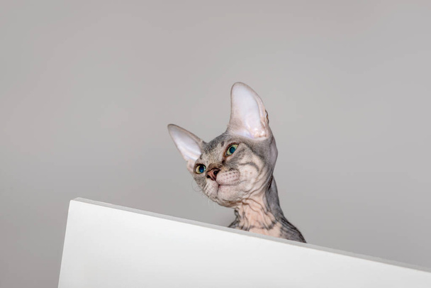 Shot of the Don Sphynx kitten looking  from the shelf above or hiding on the top shelf.  A funny playful pet. - Photo, Image