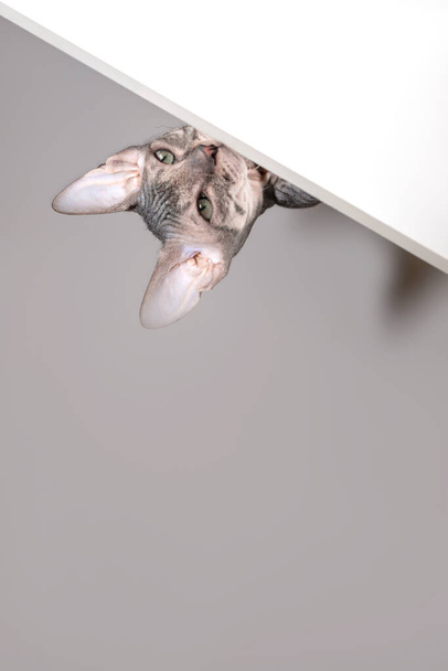 Aufnahme des Don Sphynx-Kätzchens, das aus dem obersten Regal schaut oder sich im obersten Regal versteckt. Ein lustiges, verspieltes Haustier. - Foto, Bild