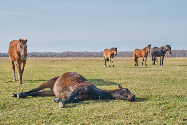 Hnědý roztomilý kůň klidně spí na boku, leží na trávě a chrápe. Koně se pasou na pastvinách koncem podzimu. Kopírovat prostor - Fotografie, Obrázek