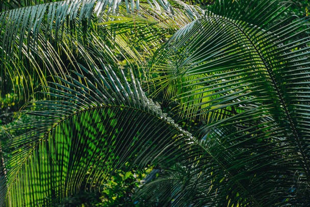 Green fresh leaves of coconut tree in the jungle. - Фото, изображение