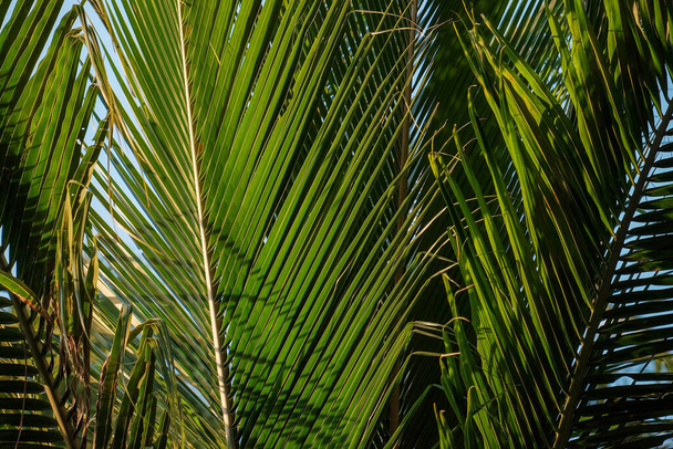 Grüne frische Blätter der Kokospalme - Foto, Bild