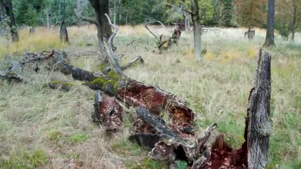 Levegőlövés a törött fa felett - Felvétel, videó