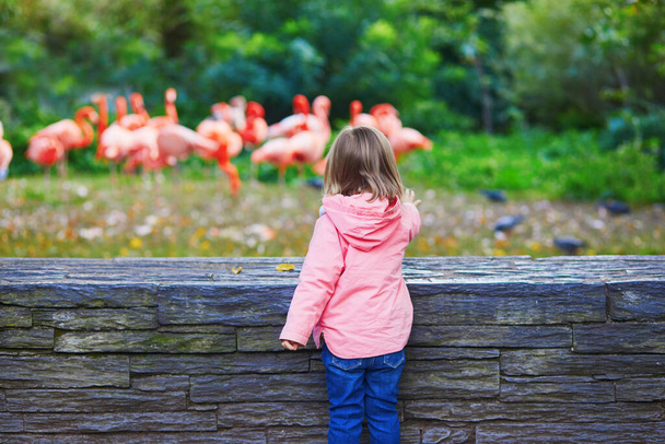 Toddler girl looking at many pink flamingoes in zoo in Paris, France. Child exploring nature. Outdoor activities for kids - Foto, Imagen
