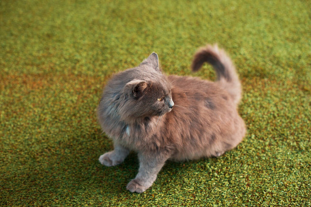 Photo of a cute little kitten on grass is looking in back - Фото, зображення