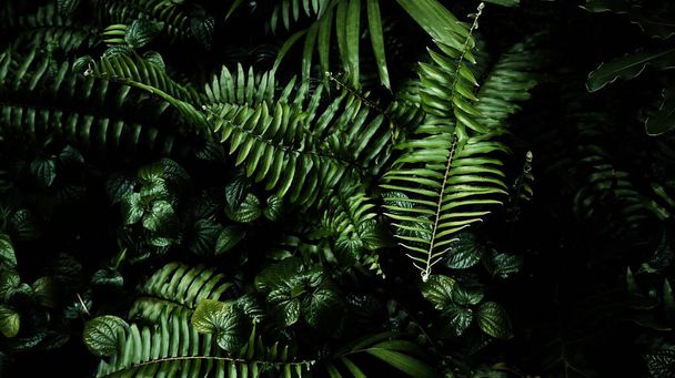 Vertikaler Garten mit tropisch grünem Blatt, Kontrast - Foto, Bild
