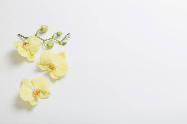 yellow orchids flowers on white background - Foto, afbeelding