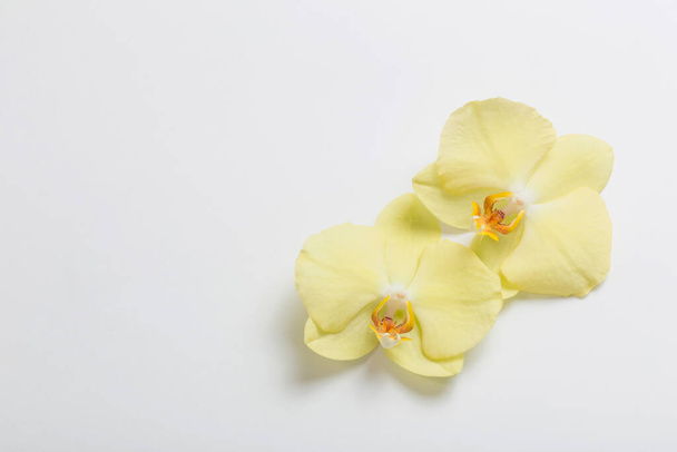 yellow orchids flowers on white background - Foto, afbeelding