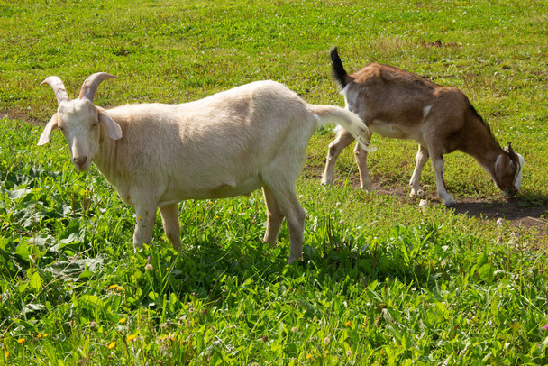 white goat with goat graze on a meadow and eat grass - Photo, image