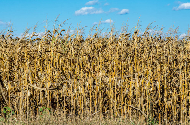 A beautiful shot of a dry corn field on a blue sky background - Foto, immagini