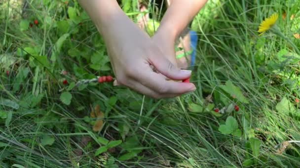 ręce dzikich jagód huśtawka - Materiał filmowy, wideo