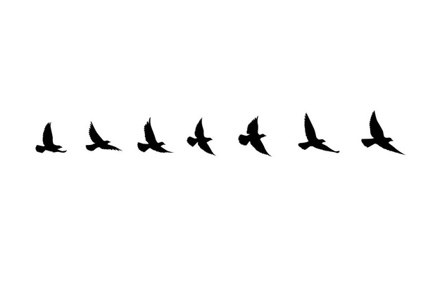 Flying birds silhouettes on isolated background. Vector illustration. isolated bird flying. tattoo and wallpaper background design. - Vector, Image