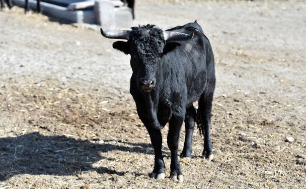 une ferme bovine de taureaux courageux en Espagne - Photo, image