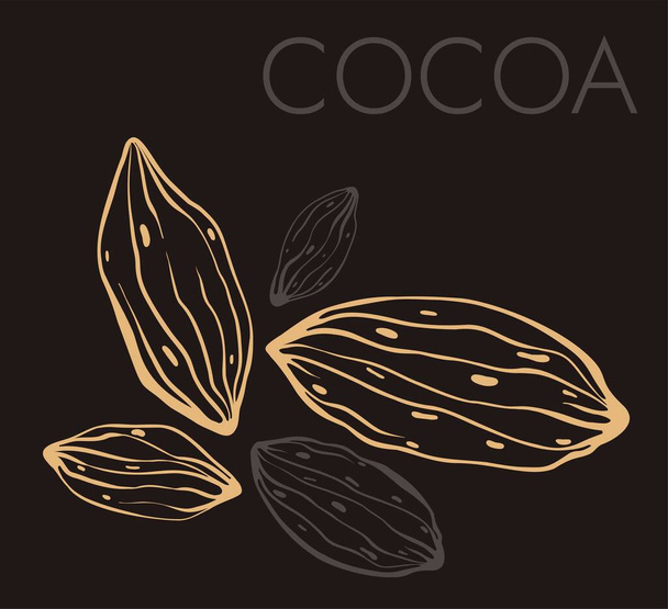 Kakaobohnen Illustration. Gravierte Stildarstellung. - Vektor, Bild