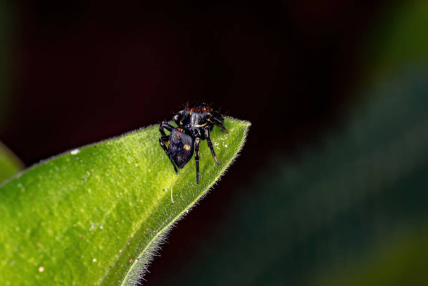 Skákající pavouk rodu Phiale - Fotografie, Obrázek