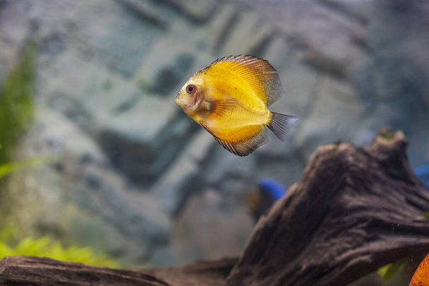 Közelről kilátás nyílik a gyönyörű millenium arany diszkusz akvárium hal. Hobbi koncepció.Leírás77 / - Fotó, kép