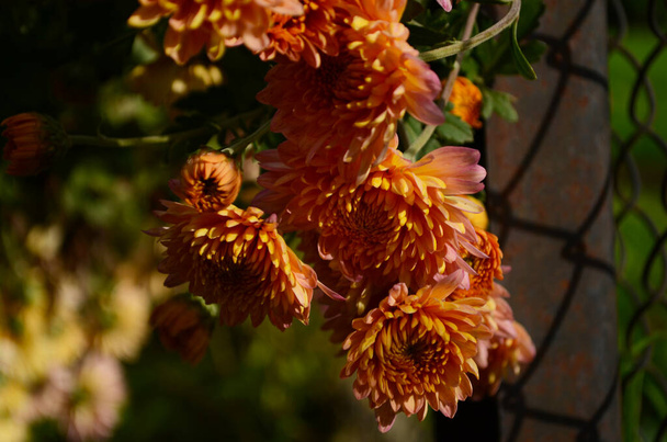 Chrysanthème rose plante sur vert. Chrysanthèmes annuels branche de fleurs pour fond ou carte de vœux. - Photo, image