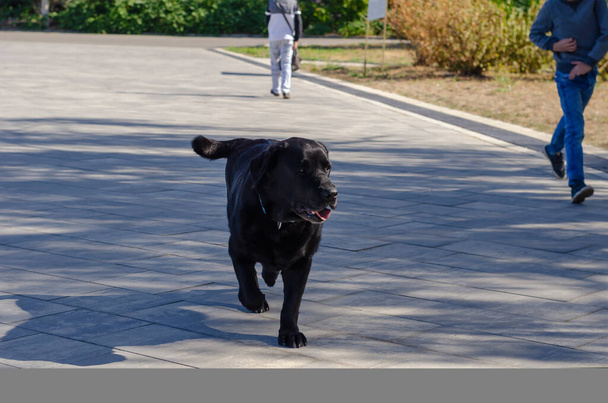 De 10-jarige zwarte Labrador retriever loopt over de brede zonnige stoep. Een achtjarige jongen loopt stilletjes naast hem. Lopende hond in het park. Actieve levensstijl. - Foto, afbeelding