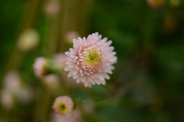 Rosa Chrysanthemenpflanze auf Grün. Chrysanthemen Einjährige Blumen Zweig für Hintergrund oder Grußkarte. - Foto, Bild