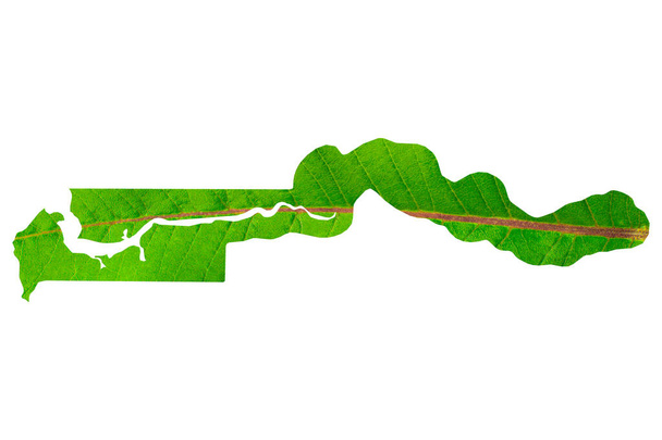 Mapa Gambii w zielonej fakturze liści na białym, odizolowanym tle. Ekologia, koncepcja klimatu. - Zdjęcie, obraz