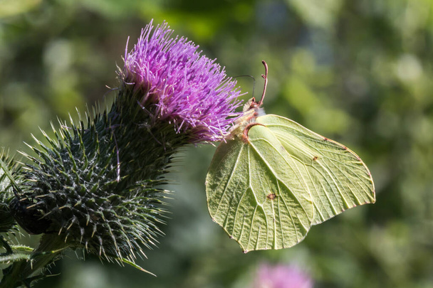 A common brimstone is sitting on a flower - Photo, Image