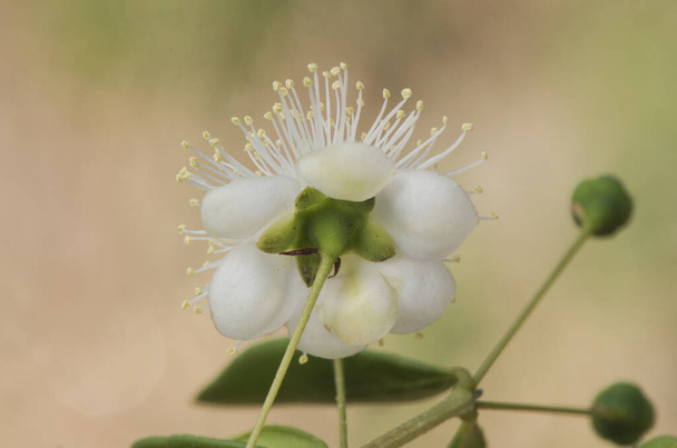 Myrtus communis myrtle чагарник з зеленим листям і красиві білі квіти зі смачним запахом, характерним для середземноморських регіонів світло за спалахом. - Фото, зображення