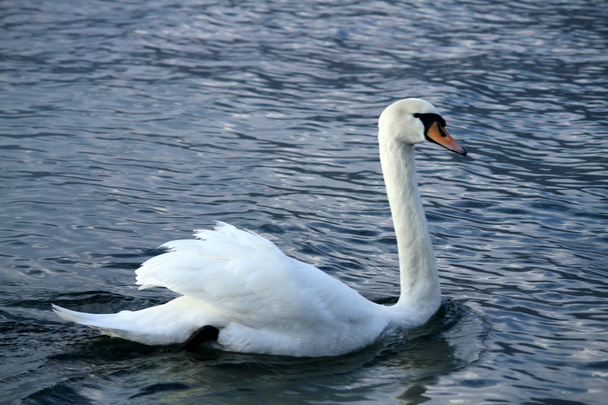 湖の白鳥 - 写真・画像