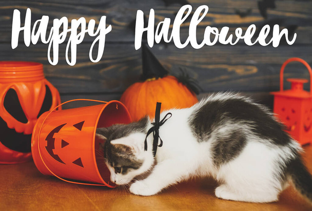 Happy Halloween text on cute kitten playing at Jack o lantern candy bucket, pumpkin and bats on dark background, celebrating halloween at home. Handwritten sign, seasonal greeting card - Photo, Image