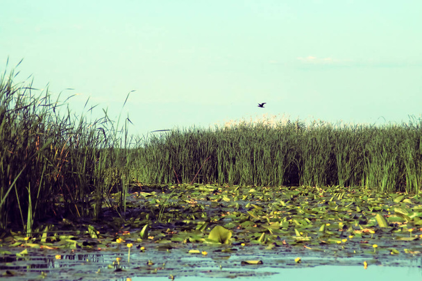 ドナウデルタのラグーンにリードベッドと睡蓮。ルーマニアのドナウ川河口の淡水湿地の風景. - 写真・画像