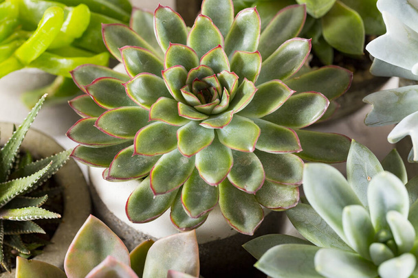 collectie van vetplanten op een licht gekleurde tafel, close-up afbeelding - Foto, afbeelding