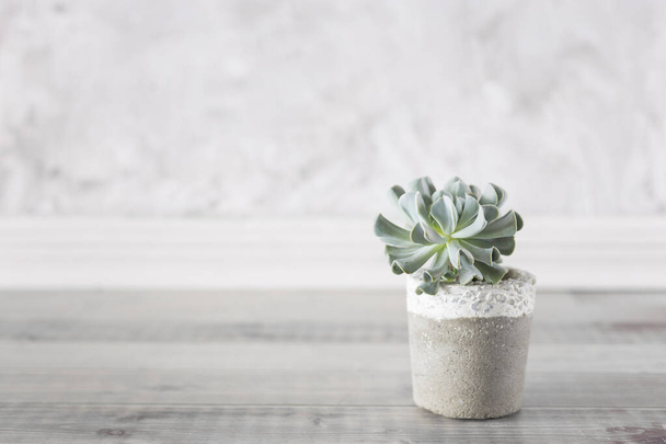 collection of succulents on a light colored table, close-up image - Photo, image