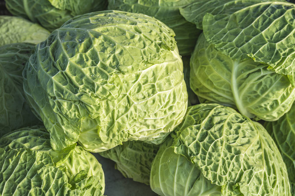 Food background, close up view of young ripe fresh savoy cabbage on morning weekly marketplace in Spain. Selective focus. - Fotoğraf, Görsel