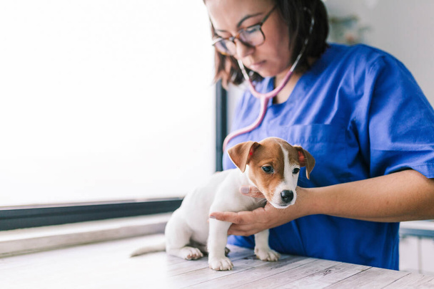 Veteriner Jack Russell Terrier köpeği dinliyor. - Fotoğraf, Görsel