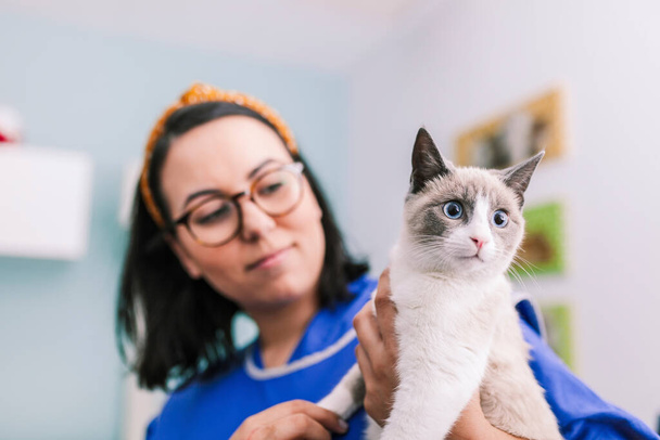 Veterináři s kočkou v rentgenové místnosti - Fotografie, Obrázek