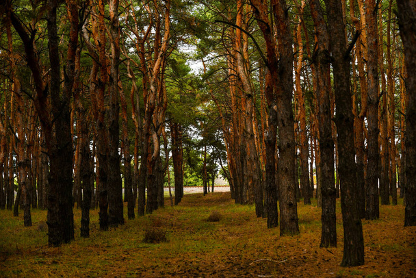 Το καταπράσινο πευκοδάσος. Ταξίδι, οικοτουρισμός, έννοια οικολογίας, φυσικό υπόβαθρο με κωνοφόρα δέντρα - Φωτογραφία, εικόνα