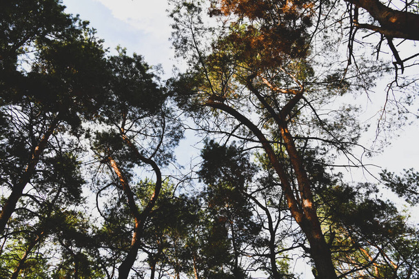 常緑の松の森の空。針葉樹との旅行、エコツーリズム、自然の秋の背景 - 写真・画像