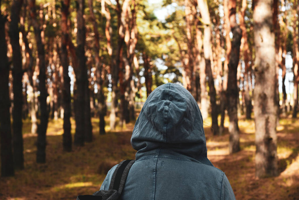 Tourist with a backpack and a hood at evergreen pine forest. Travel, ecotourism, ecology concept, natural background with an explorer in hoodie and coniferous trees - Photo, Image