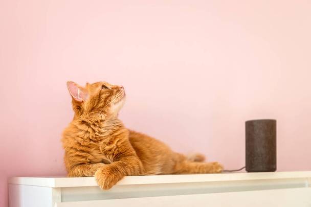 Amazon Echo Smart Home Alexa Voice Service. Koci zwierzak rozmawiający z Amazon Alexa Echo Dot. Idea inteligentnego domu. nowoczesne bezprzewodowe urządzenie gospodarstwa domowego - Zdjęcie, obraz