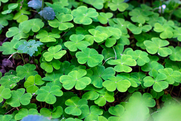 Green wild common wood-sorrel (Oxalis acetosella) as a background in the forest. - Photo, Image