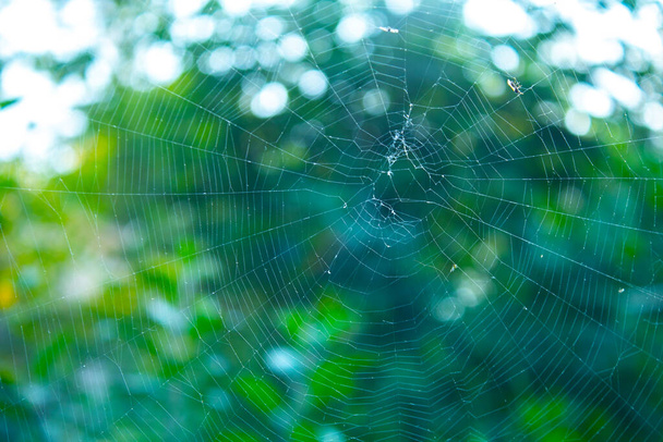 closeup ιστό αράχνη, φόντο της φύσης - Φωτογραφία, εικόνα