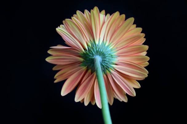 tender beautiful gerbera flowers. close up. - Photo, Image